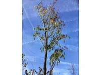 Bijenboom - sierboom - afbeelding 3 van  3
