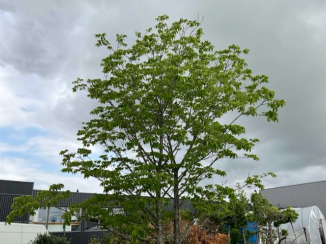 Bijenboom meerstammige boom - afbeelding 1 van  6