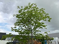 Bijenboom meerstammige boom - afbeelding 1 van  6