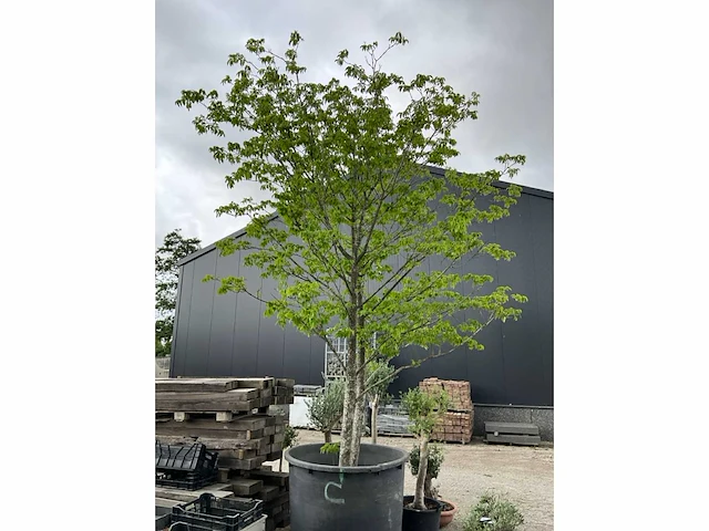 Bijenboom meerstammige boom - afbeelding 2 van  6