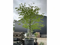 Bijenboom meerstammige boom - afbeelding 2 van  6