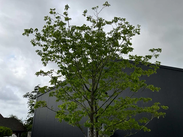 Bijenboom meerstammige boom - afbeelding 3 van  6