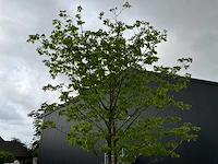 Bijenboom meerstammige boom - afbeelding 3 van  6