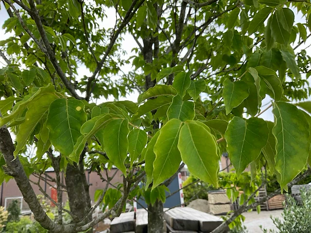 Bijenboom meerstammige boom - afbeelding 4 van  6