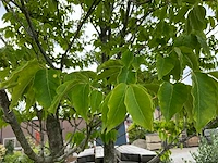 Bijenboom meerstammige boom - afbeelding 4 van  6