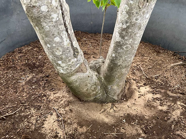 Bijenboom meerstammige boom - afbeelding 5 van  6