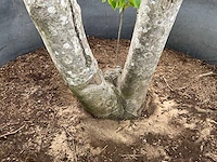 Bijenboom meerstammige boom - afbeelding 5 van  6