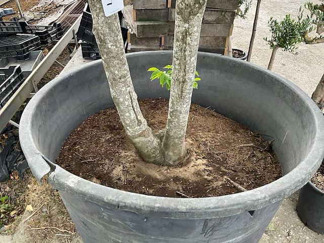 Bijenboom meerstammige boom - afbeelding 6 van  6