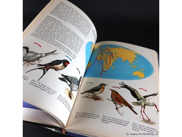 Birds - afbeelding 4 van  5