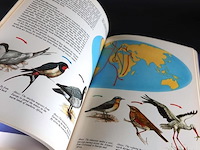 Birds - afbeelding 4 van  5