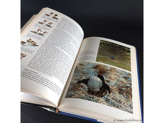 Birds - afbeelding 5 van  5