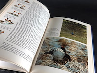 Birds - afbeelding 5 van  5