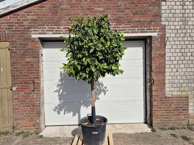 Bittersinaasappelboom - citrus aurantium - hoogte ca. 200 cm - afbeelding 1 van  4
