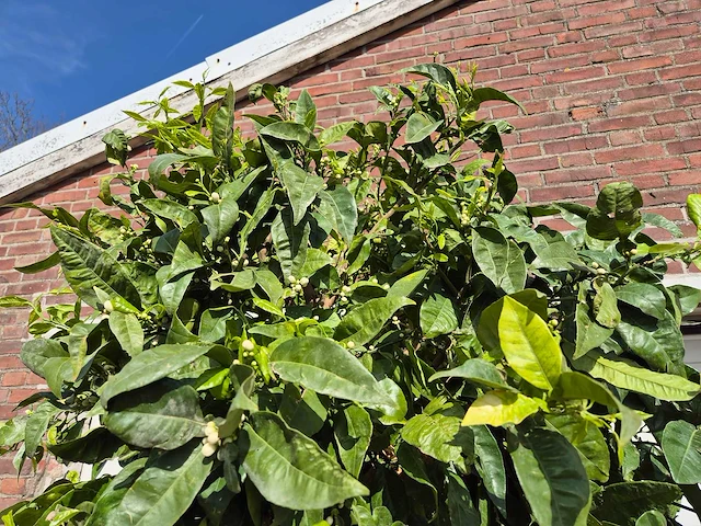 Bittersinaasappelboom - citrus aurantium - hoogte ca. 200 cm - afbeelding 2 van  4