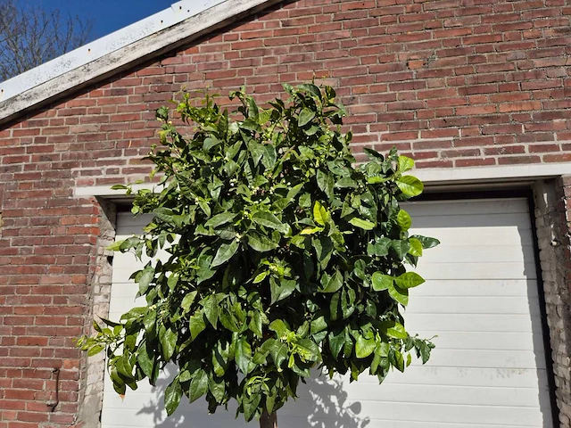 Bittersinaasappelboom - citrus aurantium - hoogte ca. 200 cm - afbeelding 3 van  4