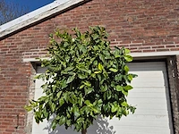Bittersinaasappelboom - citrus aurantium - hoogte ca. 200 cm - afbeelding 3 van  4