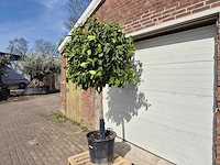 Bittersinaasappelboom - citrus aurantium - hoogte ca. 200 cm - afbeelding 4 van  4