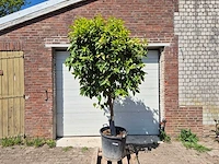 Bittersinaasappelboom - citrus aurantium - hoogte ca. 230 cm - afbeelding 1 van  4
