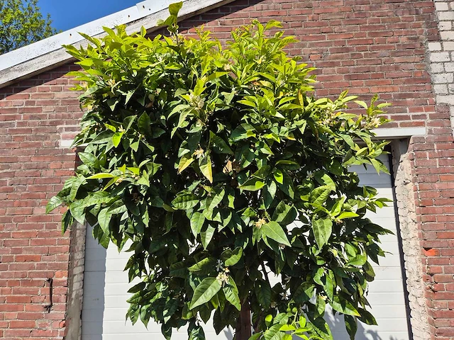 Bittersinaasappelboom - citrus aurantium - hoogte ca. 230 cm - afbeelding 2 van  4