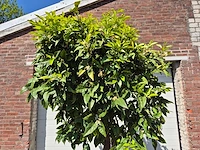 Bittersinaasappelboom - citrus aurantium - hoogte ca. 230 cm - afbeelding 2 van  4