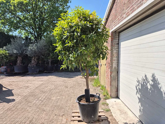 Bittersinaasappelboom - citrus aurantium - hoogte ca. 230 cm - afbeelding 3 van  4
