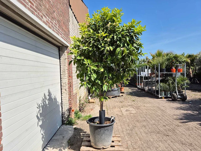 Bittersinaasappelboom - citrus aurantium - hoogte ca. 230 cm - afbeelding 4 van  4