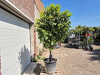Bittersinaasappelboom - citrus aurantium - hoogte ca. 230 cm - afbeelding 4 van  4