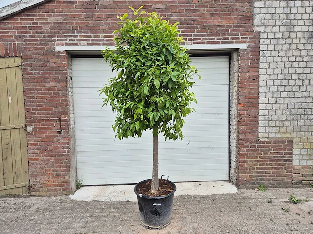 Bittersinaasappelboom - citrus aurantium - hoogte ca. 230 cm - afbeelding 1 van  4