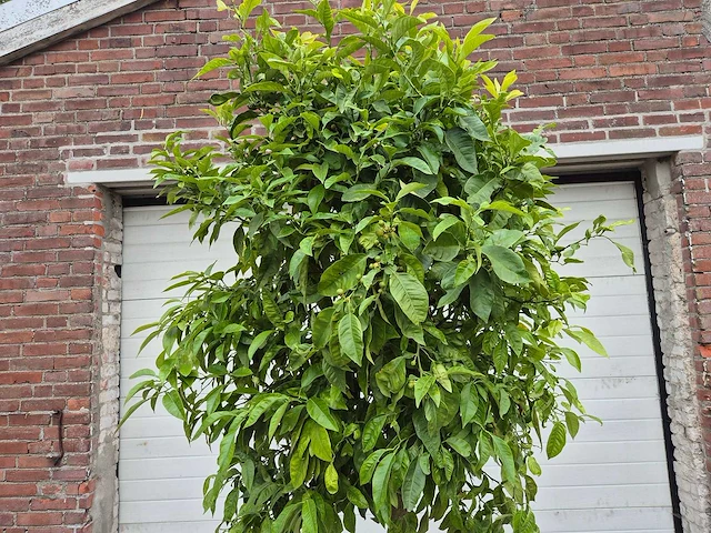 Bittersinaasappelboom - citrus aurantium - hoogte ca. 230 cm - afbeelding 2 van  4