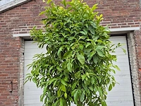 Bittersinaasappelboom - citrus aurantium - hoogte ca. 230 cm - afbeelding 2 van  4