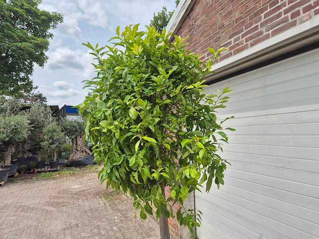 Bittersinaasappelboom - citrus aurantium - hoogte ca. 230 cm - afbeelding 3 van  4