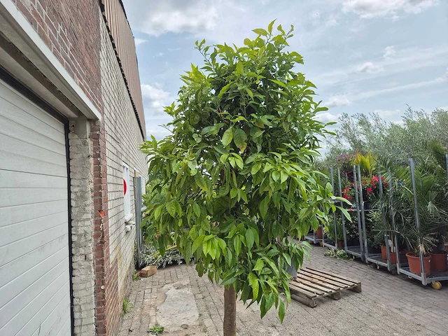 Bittersinaasappelboom - citrus aurantium - hoogte ca. 230 cm - afbeelding 4 van  4
