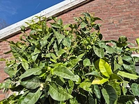 Bittersinaasappelboom - citrus aurantium - hoogte ca. 230 cm - afbeelding 2 van  4