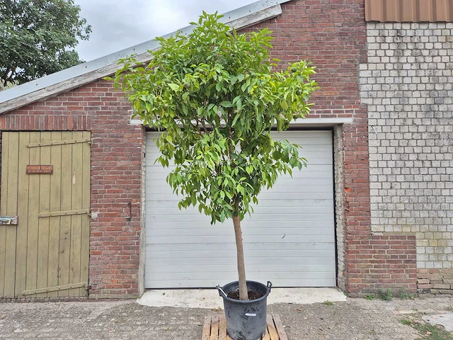 Bittersinaasappelboom - citrus aurantium - hoogte ca. 230 cm - afbeelding 1 van  6