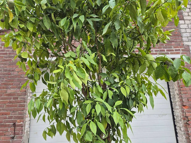 Bittersinaasappelboom - citrus aurantium - hoogte ca. 230 cm - afbeelding 2 van  6