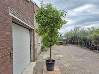 Bittersinaasappelboom - citrus aurantium - hoogte ca. 230 cm - afbeelding 6 van  6