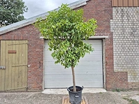 Bittersinaasappelboom - citrus aurantium - hoogte ca. 230 cm - afbeelding 1 van  6