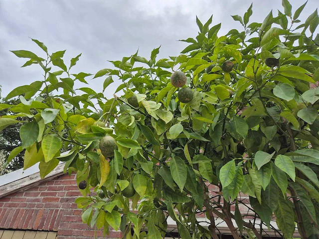 Bittersinaasappelboom - citrus aurantium - hoogte ca. 230 cm - afbeelding 3 van  6