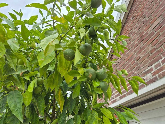 Bittersinaasappelboom - citrus aurantium - hoogte ca. 230 cm - afbeelding 4 van  6
