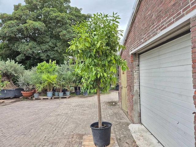 Bittersinaasappelboom - citrus aurantium - hoogte ca. 230 cm - afbeelding 5 van  6