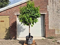 Bittersinaasappelboom - citrus aurantium - hoogte ca. 230 cm - afbeelding 1 van  4