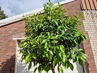 Bittersinaasappelboom - citrus aurantium - hoogte ca. 230 cm - afbeelding 2 van  4