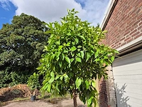 Bittersinaasappelboom - citrus aurantium - hoogte ca. 230 cm - afbeelding 3 van  4