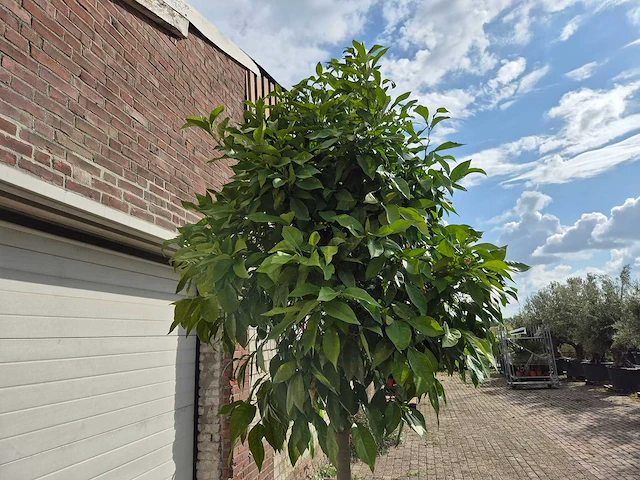 Bittersinaasappelboom - citrus aurantium - hoogte ca. 230 cm - afbeelding 4 van  4