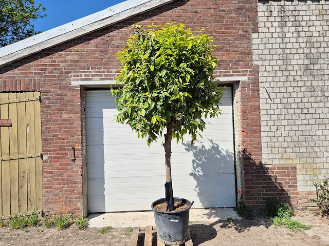 Bittersinaasappelboom - citrus aurantium - hoogte ca. 250 cm - afbeelding 1 van  3