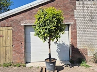Bittersinaasappelboom - citrus aurantium - hoogte ca. 250 cm - afbeelding 1 van  3
