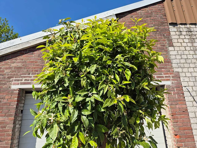 Bittersinaasappelboom - citrus aurantium - hoogte ca. 250 cm - afbeelding 2 van  3