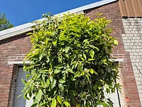 Bittersinaasappelboom - citrus aurantium - hoogte ca. 250 cm - afbeelding 2 van  3