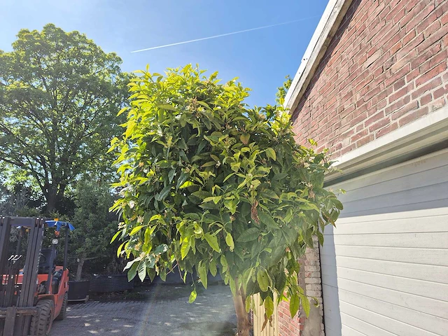 Bittersinaasappelboom - citrus aurantium - hoogte ca. 250 cm - afbeelding 3 van  3