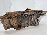 Bizarre fruitschaal / designobject – fossiel vs shimano - afbeelding 7 van  7